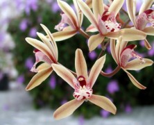 Orchid Society