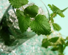 Moonflowers & Mojitos